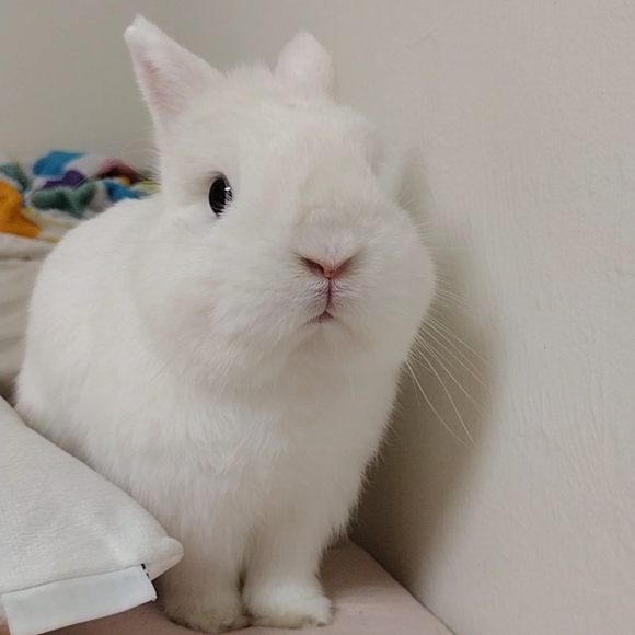 Meet Casey & Cosmos (Please Read) - Picture 3 of 9